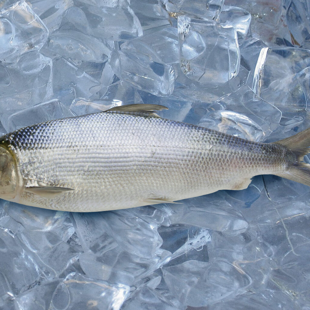 虱目魚